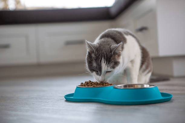 寵物食品時，飼主需優先選擇標示詳細且來源可信的品牌。圖:istockphoto