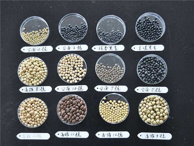 台灣常見大豆品種的種子型態模式，其中高雄選10號及台南10號產量較優，較適合於有機模式下生產。（圖片來源：種苗場提供）