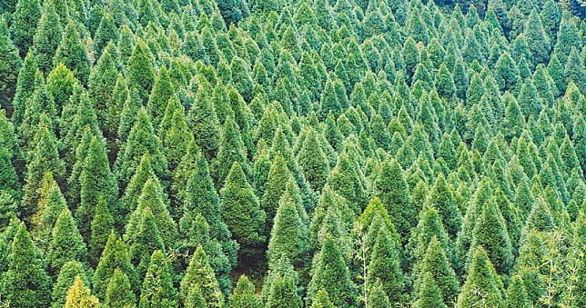 15種樹「易製造臭氧」！環境部點名建議少種　學者：本末倒置
