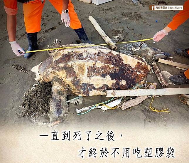 雲林岸際本月發現一隻「世界最大海龜」—革龜。（圖片來源／海巡署長室 Coast Guard臉書）
