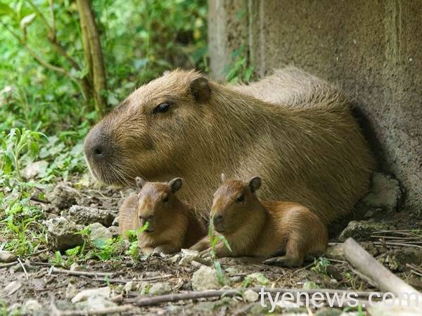 台北動物園水豚君「妹妹」初次生產，喜獲二寶。圖：北市動物園提供