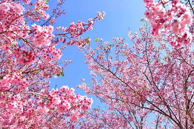 2022武陵櫻花季將於2/12登場；圖片提供/雄獅旅遊