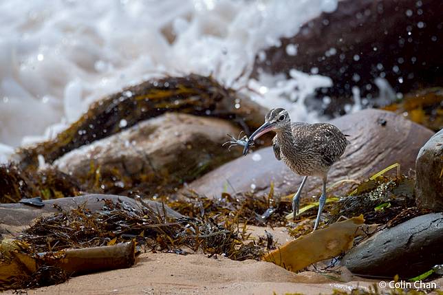 Just in Time by Colin Chan ／ AGNPOTY