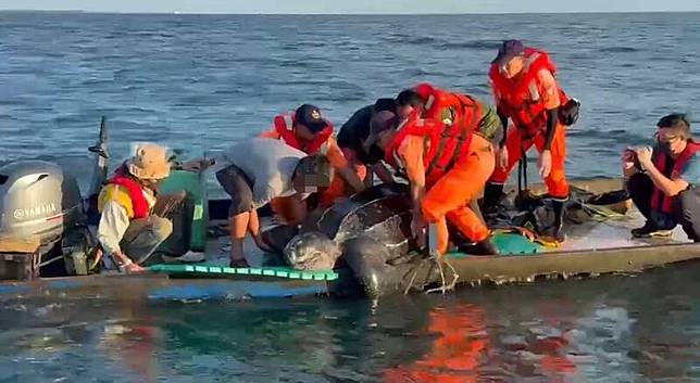 全球極度瀕危的第一級保育類動物的革龜野放回大海。(圖由第四岸巡隊提供)