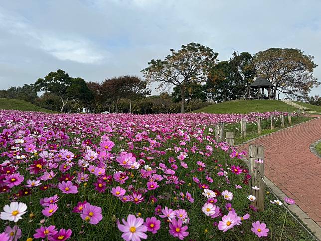 中市后里環保公園大波斯花朵盛開-建設局-近郊賞花喜迎蛇年好去處。