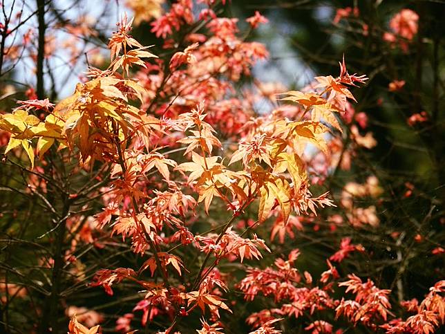 圖片提供/福田園教育休閒農場