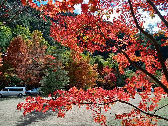 武陵農場楓紅美景。（中華旅行社提供）