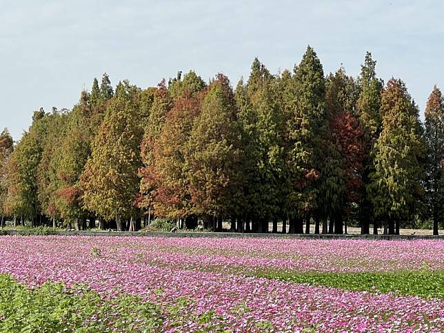 員林賞花秘境落羽松正變色加上波斯菊花海吸引拍照打。(記者吳東興攝)