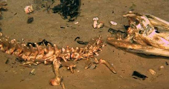 深海發現新品種蟲類　專吃骨頭