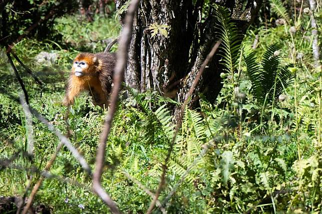 This photo taken on Aug. 15, 2024 shows a golden monkey at the Dalongtan Golden Monkey Research Center in Shennongjia National Park under the Shennongjia Forestry District, central China's Hubei Province. (Xinhua/Xiao Yijiu)