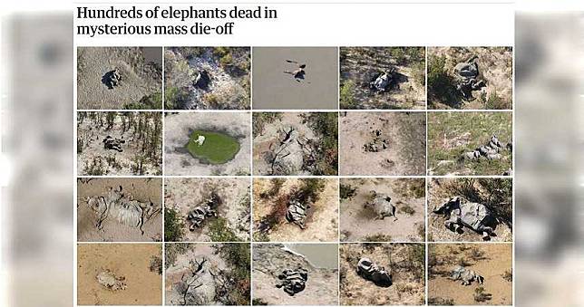波札那「至少350頭大象」離奇死亡　目擊者：大象死前曾繞圈踱步