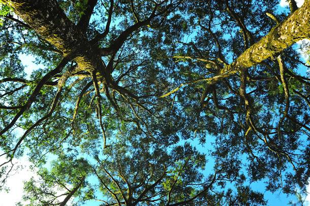  台灣油杉是政府依據文化資產保存法公告的珍貴植物，和台東蘇鐵、台灣穗花杉、台灣海棗被稱為「台灣4大奇木」，是冰河孑遺植物，具有重要的科學意義及基因保存上的價值。   圖：林務局提供 