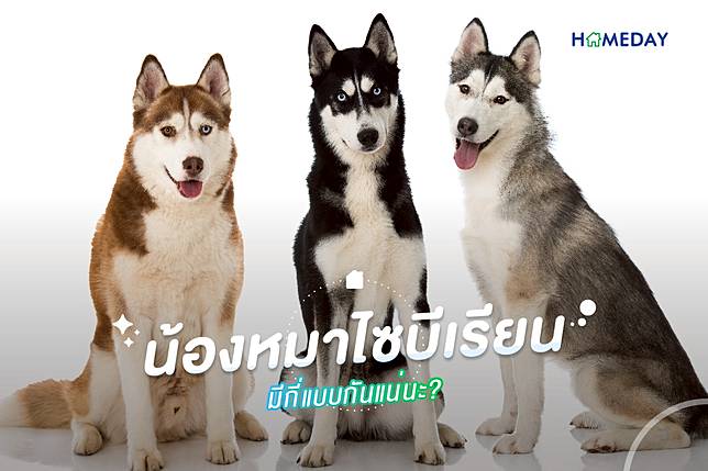 น้องหมาไซบีเรียน มีกี่แบบกันแน่นะ  01