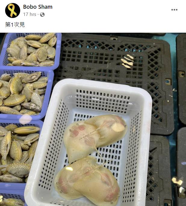 四條體積甚小的魚在筲箕內用水養著，旁邊是貝類，是街市魚檔格局，帖主也表示是第一次在街市見到這種魚類。