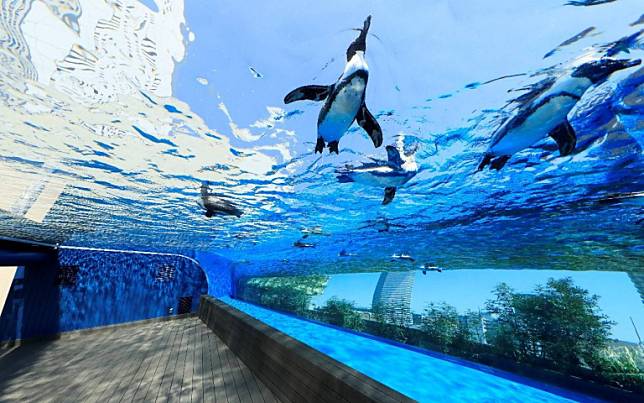 東京必訪三大水族館！水母隧道、特效海豚秀、開放式企鵝區，一定要前來朝聖！