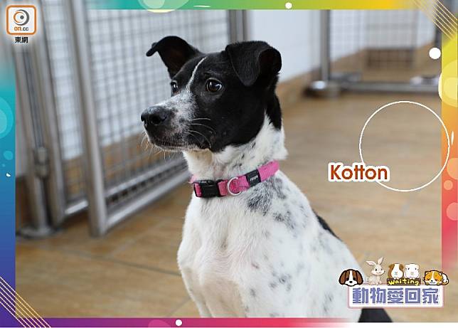Kotton比同齡狗狗更乖巧，是個活潑好動的孩子。（愛協提供）