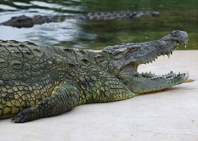 A crocodile lies with its mouth open on the edge of the water at the Dubai Crocodile Park in Dubai