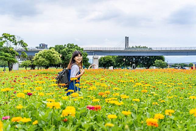 新北大都會公園浪漫花海七、八月暑期限定美拍景點，滿滿的橘黃色調花海與辰光橋及藍色天空相互輝映。（記者吳瀛洲攝）