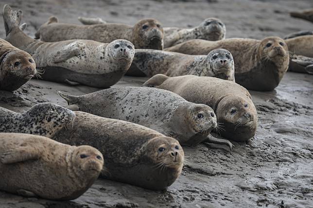 Spotted seals rest on mudflat of Liaodong Bay in Panjin City, northeast China's Liaoning Province, April 9, 2024. (Xinhua/Pan Yulong)