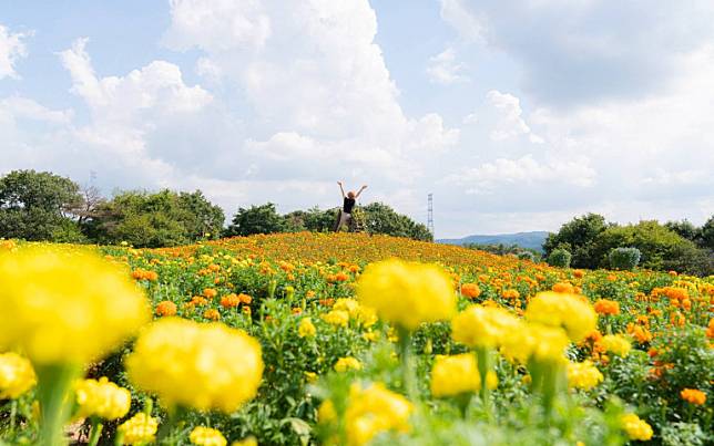 廣島深度遊！在地農產美食、世羅町遼闊花田超夢幻