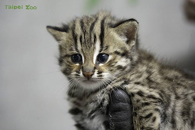 石虎「春捲」在3月6日平安誕下兩隻石虎寶寶（圖／臺北市立動物園提供）