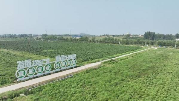 Photo shows the planting area of the Traditional Chinese Medical (TMC) herbs in Mengzhuang Town, Zaozhuang City, east China’s Shandong