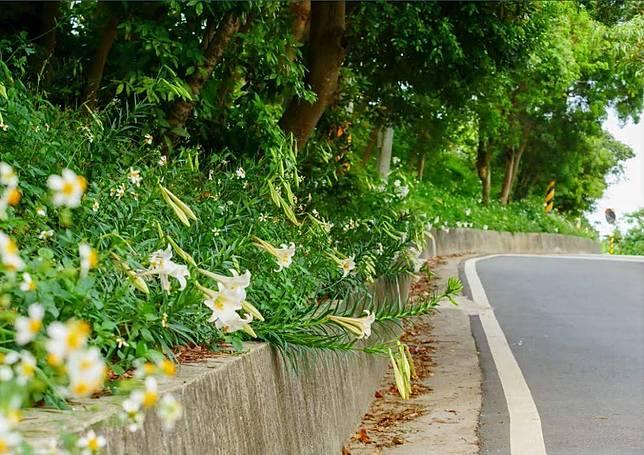 圖片提供/桃園市政府農業局