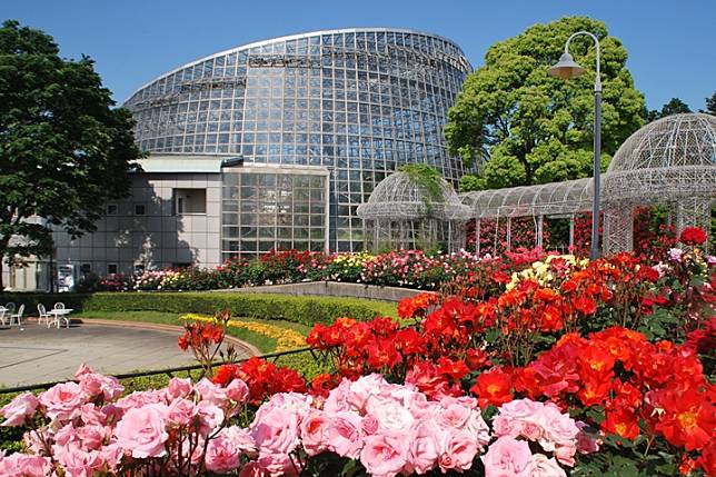 日本關東玫瑰花正盛開！小田原FLOWER GARDEN免費賞花