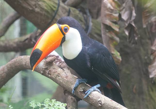 台北市立動物園內的大巨嘴鳥。（示意圖，翻攝自市立動物園官網）