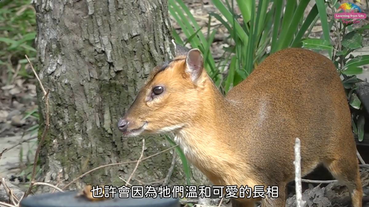 草食動物也有尖銳獠牙？山羌不為人知的秘密武器！ | 臺北市立動物園 | LINE TODAY