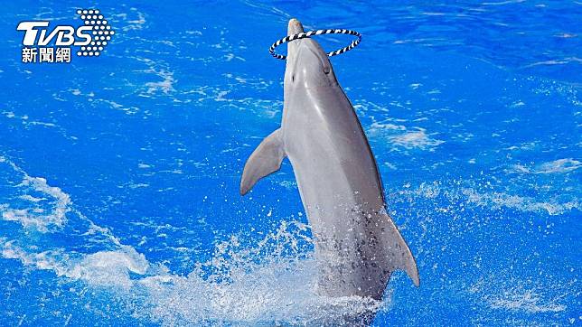 動物團體稱巨濟海洋世界強迫生病海豚表演。（示意圖／shutterstock 達志影像）