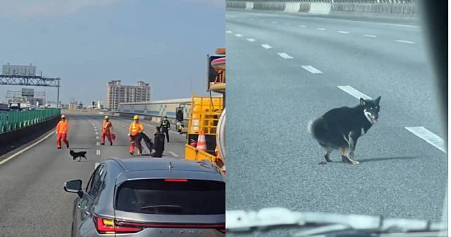 車禍受到驚嚇！柴犬國道上亂竄「還淡定拉屎」　警察封路追到心累