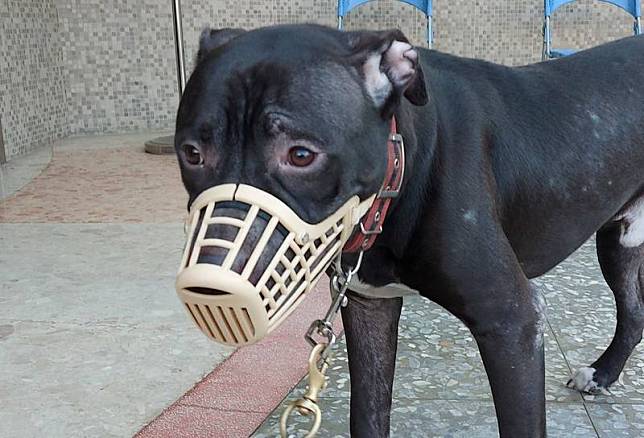 全國明年3月起禁止飼養、輸入比特犬，現有飼主112年2月底前申報備查才可續養。(市府提供)