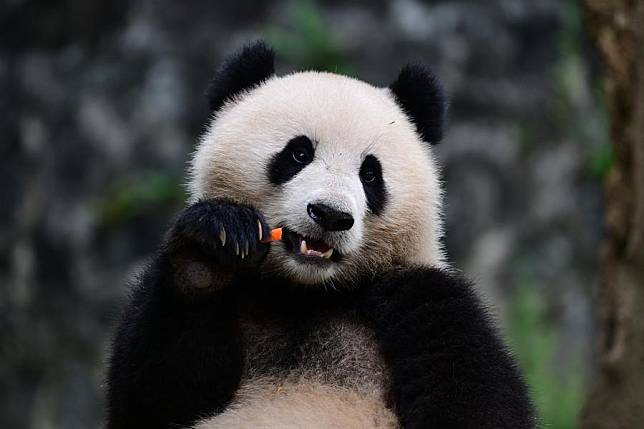 This photo taken on Aug. 7, 2024 shows giant panda Qing Bao (female) in Chengdu, southwest China's Sichuan Province. (China Conservation and Research Center for the Giant Panda (CCRCGP)/Handout via Xinhua)