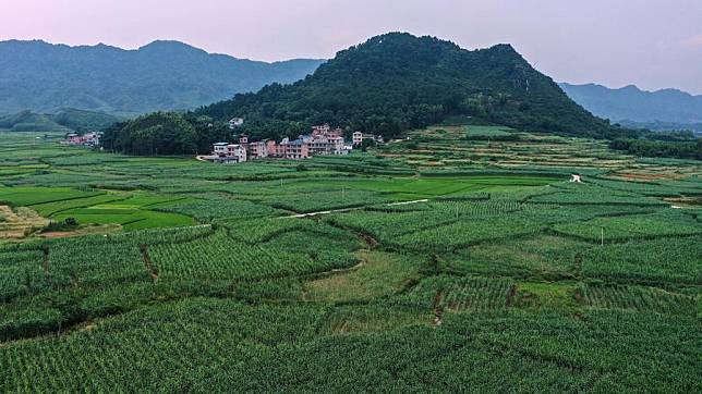 Aerial photo taken on July 5, 2022 shows sugarcane plantations in Xinlin Village of Tantou Township in Rong'an County, south China's Guangxi Zhuang Autonomous Region. (Xinhua/Zhang Ailin)