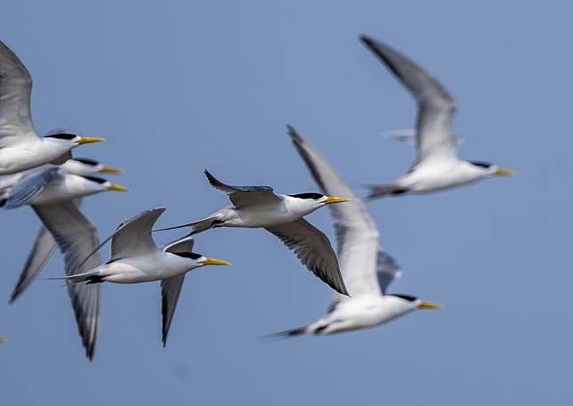 Greater crested terns fly over the Minjiang River estuary wetland in Fuzhou, southeast China's Fujian Province, April 29, 2024. (Xinhua/Wei Peiquan)