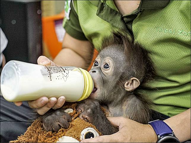 紅毛猩猩寶寶「秀彩」，由保育員護在懷前餵奶，模樣可愛。(北市動物園提供)