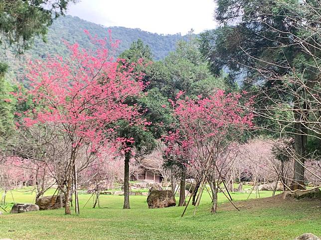 氣象局首度公開臺灣櫻花花期預報，估2月中、下旬日月潭八重櫻盛開。（氣象局提供）