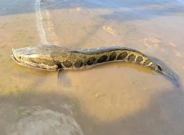 美國密蘇里州環境保護部發佈北方蛇頭魚的照片，供民眾辨識。（圖／翻攝自Department of Natural Resources）