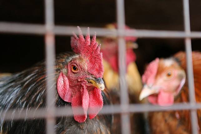 北市家禽批發市場25日接獲通報，發現有雞隻屠體疑似感染禽流感，而在27日確定為H5N2亞型高病原性禽流感。（湯森路透）