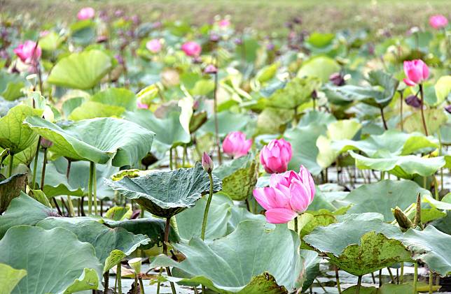 荷花景緻。   圖：新北市水利局提供