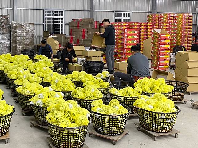 中國大陸恢復鳳梨釋迦輸陸，包裝廠清潔人員須參與培訓課程，落實果品徹底清潔。（記者鄭錦晴攝）