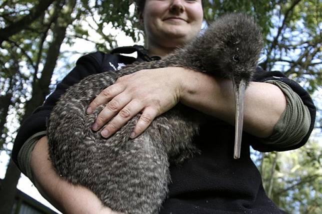 紐西蘭國寶奇異鳥（Kiwi）。（AP）