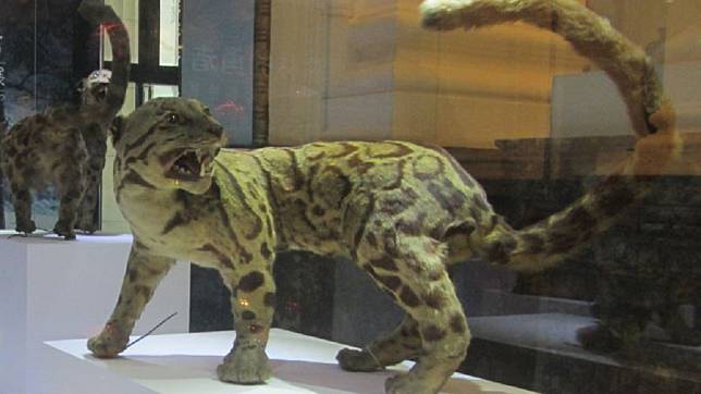 國立臺灣博物館內的台灣雲豹標本。圖／翻攝自維基百科