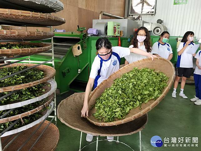 水里商工同學到竹山茶廠學製茶。（竹山公所提供）
