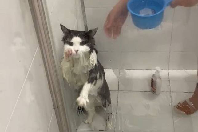 「放我出去！」，厭澡貓想破牆逃離，最終結局淒涼。（圖／Youtube： ViralHog）