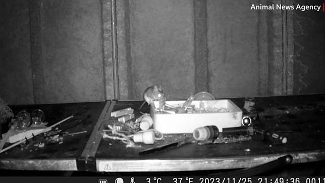 英國一名業餘攝影師發現每天晚上都會有老鼠幫忙清理他的工作桌。翻攝BBC