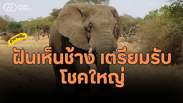 .ทำนายฝัน เห็นช้าง เตรียมรับโชคใหญ่.