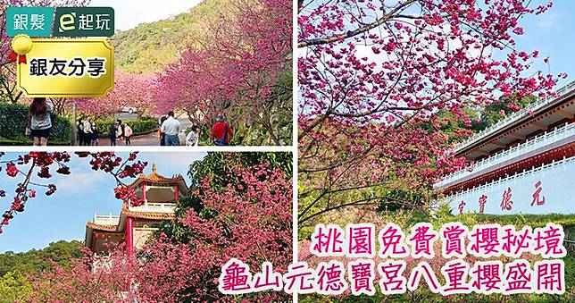 桃園賞櫻秘境｜龜山元德寶宮「八重櫻浪漫盛開」下車就能欣賞！緩坡而上桃粉色隧道絢爛！