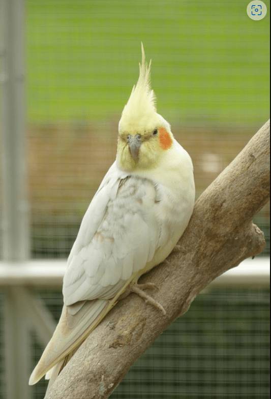 玄鳳鸚鵡是很常見的寵物鳥之一，牠們外觀漂亮，也相對容易飼養與訓練。 (示意圖/Pixabay)